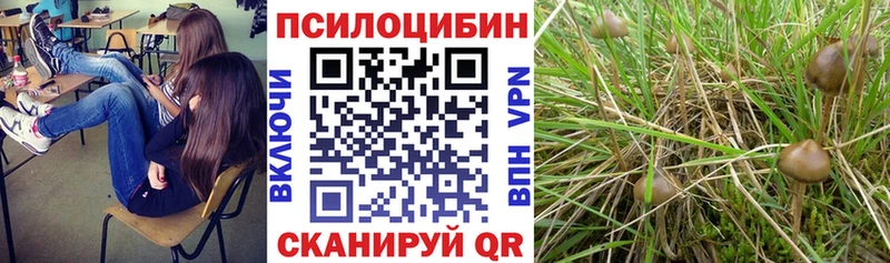 darknet клад  Белинский  Псилоцибиновые грибы прущие грибы 